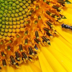Schwebfliege in der Sonnenblumen-Blüte